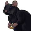 Rat: Black